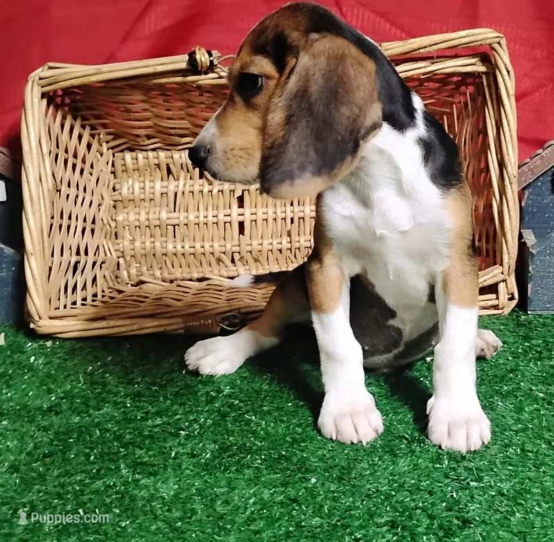 Rifle  – Beagle puppy for sale in Willisville, AR