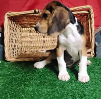 Rifle , a male Beagle for sale in Willisville, AR – 1 of 4