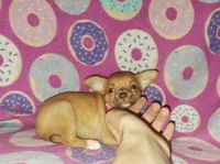 Cutie pie, a female Chihuahua for sale in Camden, AR – 3 of 5