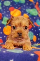Milo, a male Yorkshire Terrier for sale in Waldo, AR – 5 of 6