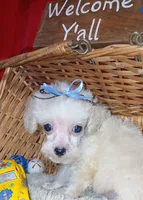 Albert, a male Poodle - Toy  for sale in Willisville, AR – 3 of 6