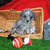 Bluey, a male Chihuahua and Yorkshire Terrier for sale in Willisville, AR – 6 of 7
