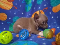 Cutie doodee, a male Chihuahua for sale in Camden, AR – 4 of 9
