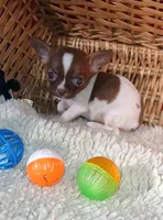 Slick, a male Chihuahua for sale in Willisville, AR – 2 of 3