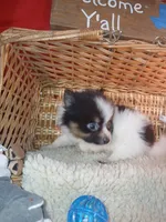 Happy, a male Pomeranian for sale in Camden, AR – 4 of 10