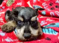 Akc Taylor, a female Miniature Schnauzer for sale in Willisville, AR – 6 of 6