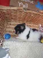 Happy, a male Pomeranian for sale in Camden, AR – 9 of 10