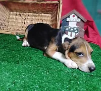 Rifle , a male Beagle for sale in Willisville, AR – 4 of 4