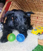 Akc Coal , a male Miniature Schnauzer for sale in Willisville, AR – 2 of 3