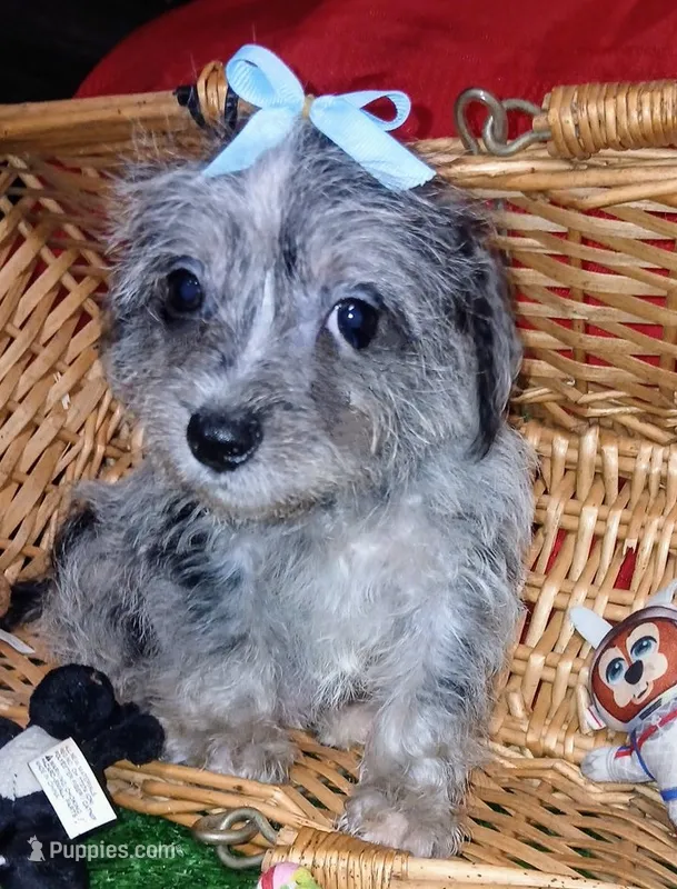 Bluey – Chihuahua, Yorkshire Terrier puppy for sale in Willisville, AR