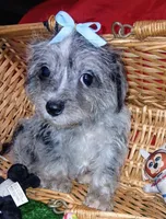 Bluey, a male Chihuahua and Yorkshire Terrier for sale in Willisville, AR – 2 of 7