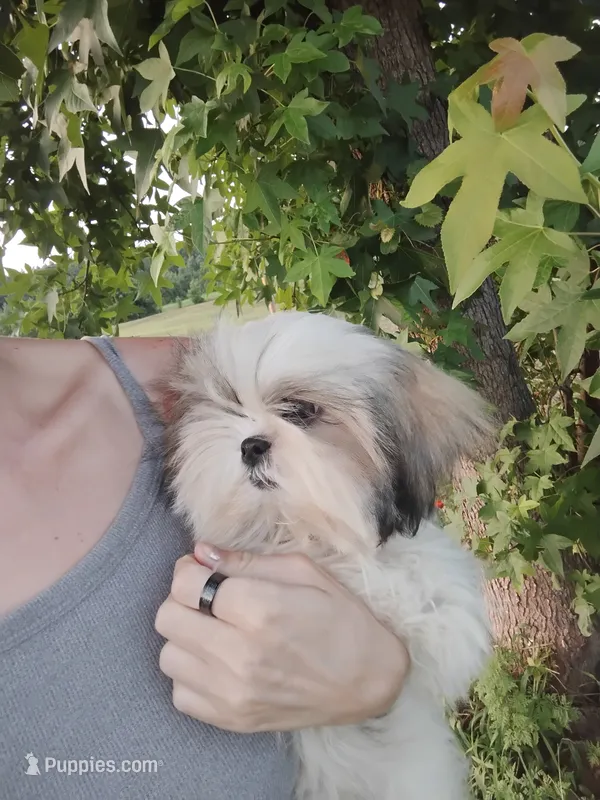 Hulu – Shih Tzu puppy for sale in Willisville, AR