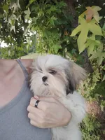 Hulu, a male Shih Tzu for sale in Willisville, AR – 1 of 3