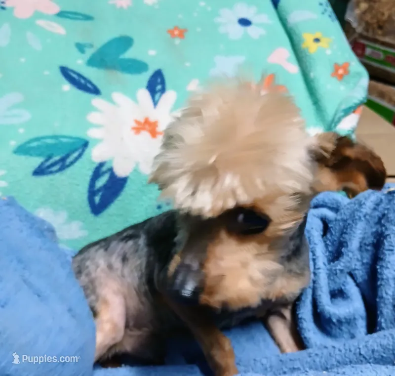 Little Bucky – Yorkshire Terrier puppy for sale in Willisville, AR