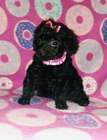 Curly q, a female Poodle - Toy  for sale in Camden, AR – 2 of 7