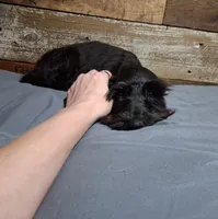 Ebony , a female Miniature Schnauzer for sale in Camden, AR – 4 of 10