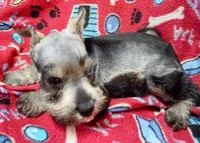 Akc abaline, a female Miniature Schnauzer for sale in Willisville, AR – 2 of 2