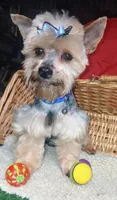 Jaksons Replice Rerun, a male Yorkshire Terrier for sale in Willisville, AR – 3 of 9