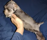 Akc Candy, a male Miniature Schnauzer for sale in Willisville, AR – 2 of 3