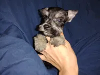 Akc Jackson, a male Miniature Schnauzer for sale in Willisville, AR – 3 of 4