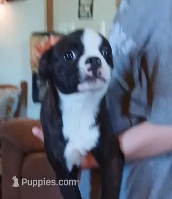 Rudy – Boston Terrier puppy for sale in Willisville, AR