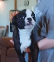 Rudy, a male Boston Terrier for sale in Willisville, AR – Photo 1 of 3