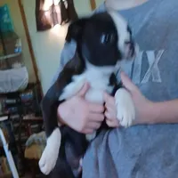 Rudy, a male Boston Terrier for sale in Willisville, AR – Photo 2 of 3