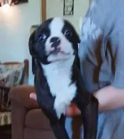 Rudy, a male Boston Terrier for sale in Willisville, AR – Photo 3 of 3