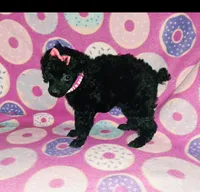 Curly q, a female Poodle - Toy  for sale in Camden, AR – 5 of 7