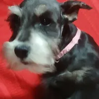 Akc Petunia , a female Miniature Schnauzer for sale in Willisville, AR – Photo 4 of 4