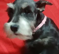 Roxy, a female Miniature Schnauzer for sale in Willisville, AR – Photo 3 of 4