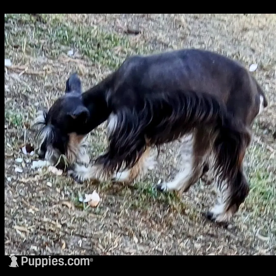 Roxy, a female Miniature Schnauzer for sale in Willisville, AR – Photo 2 of 4