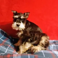 Roxy, a female Miniature Schnauzer for sale in Willisville, AR – Photo 1 of 4