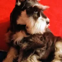 Akc Petunia , a female Miniature Schnauzer for sale in Willisville, AR – Photo 2 of 4
