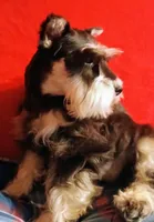 Roxy, a female Miniature Schnauzer for sale in Willisville, AR – Photo 4 of 4