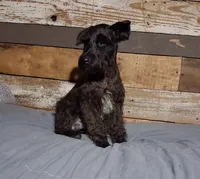 Coal , a male Miniature Schnauzer for sale in Camden, AR – 3 of 8