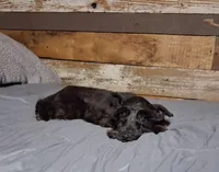 Ebony , a female Miniature Schnauzer for sale in Camden, AR – 6 of 10