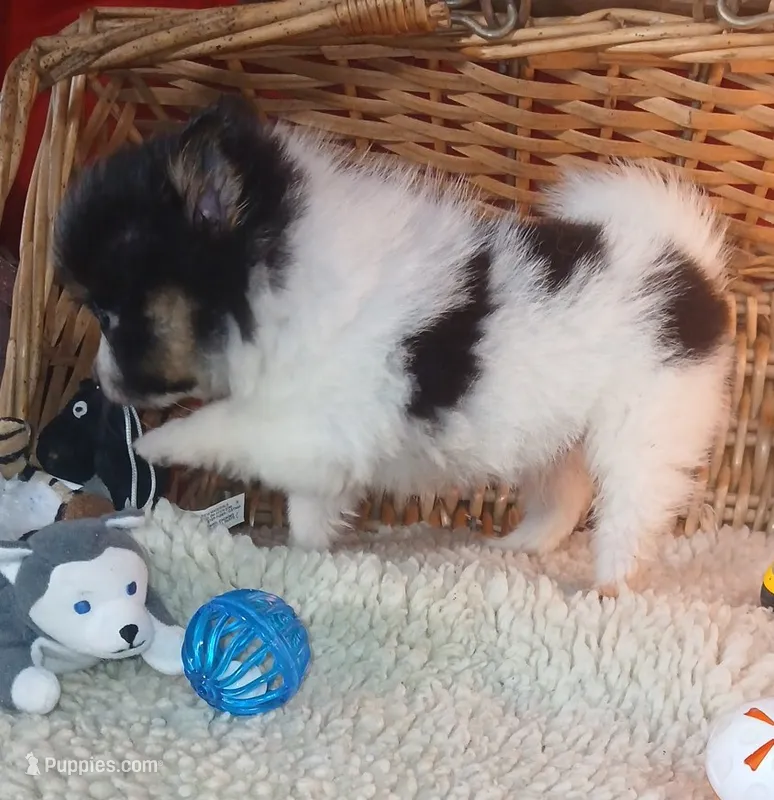 Ember – Pomeranian puppy for sale in Willisville, AR