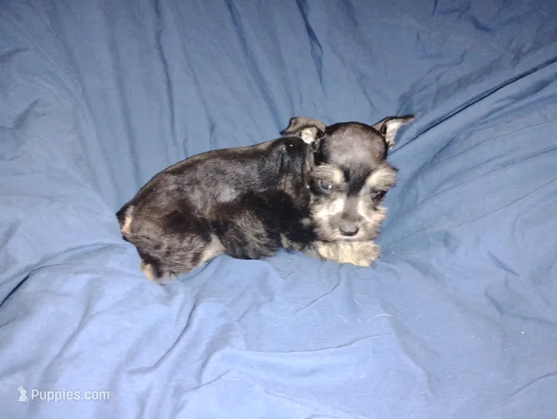 Akc Jackson – Miniature Schnauzer puppy for sale in Willisville, AR