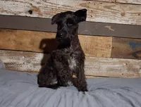 Coal , a male Miniature Schnauzer for sale in Camden, AR – 5 of 8