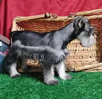 Akc Candy, a male Miniature Schnauzer for sale in Willisville, AR – 3 of 3