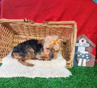 Little Bucky, a male Yorkshire Terrier for sale in Willisville, AR – 3 of 9