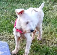 Ack Patty, a female Miniature Schnauzer for sale in Willisville, AR – 1 of 3