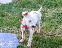 Ack Patty, a female Miniature Schnauzer for sale in Willisville, AR – 2 of 3