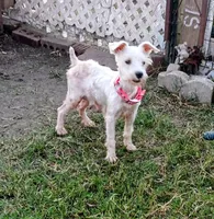 Ack Patty, a female Miniature Schnauzer for sale in Willisville, AR – 3 of 3