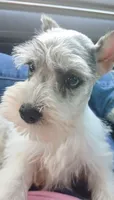 Shophia, a female Miniature Schnauzer for sale in Willisville, AR – Photo 4 of 9