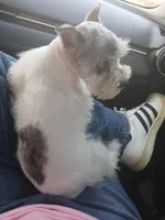 Shophia, a female Miniature Schnauzer for sale in Willisville, AR – Photo 9 of 9