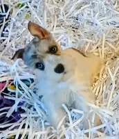 Shophia, a female Miniature Schnauzer for sale in Willisville, AR – Photo 5 of 9