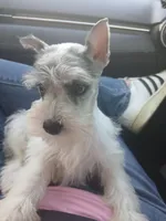 Shophia, a female Miniature Schnauzer for sale in Willisville, AR – Photo 1 of 9