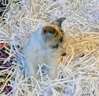 Shophia, a female Miniature Schnauzer for sale in Willisville, AR – Photo 7 of 9